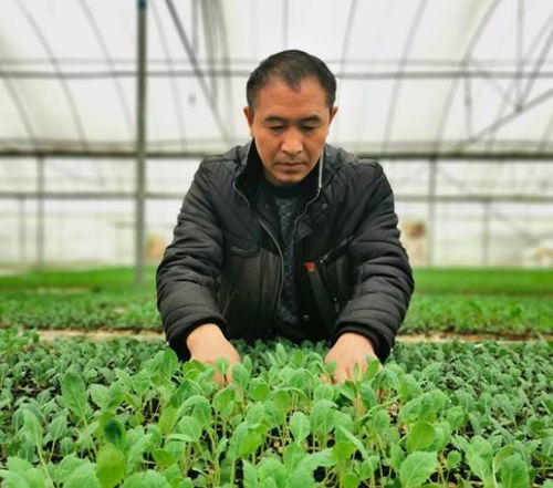 创新现代农业经营体系 苗木种植的转型升级之路