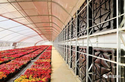 上合，我把最美的杨凌送给你——苗木种植篇