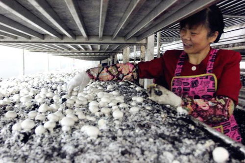 金山绿色之变 苗木种植名不虚传，生态转型典范