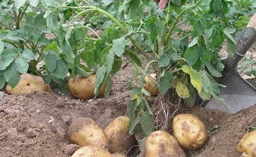 高血糖不吃精制糖就没事？身边这3种谷物食品可能是隐藏的“坏蛋”