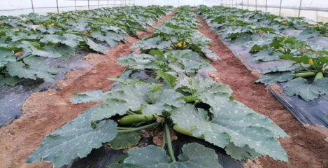 新天水-种下产业发展“致富苗” 奏响乡村经济“振兴曲”