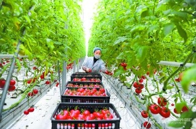 【图说这一年⑤】现代农业高质高效 苗木种植的绿色转型与产业升级