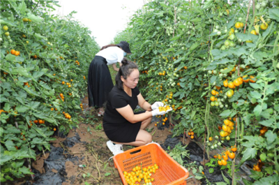 濮阳市范县颜村铺乡 种植基地长出“致富果” 苗木产业铺就振兴路