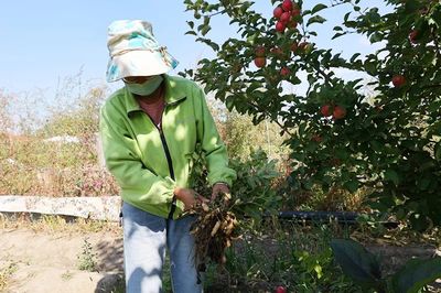 布尔津镇 果蔬丰收采摘忙，增收致富助振兴