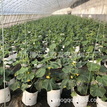 无土栽培新选择 PE加厚黑白基质种植袋助力果蔬种植