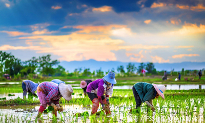 IFSS食品安全保障体系 苗木种植环节的国际规范融合与品牌价值提升
