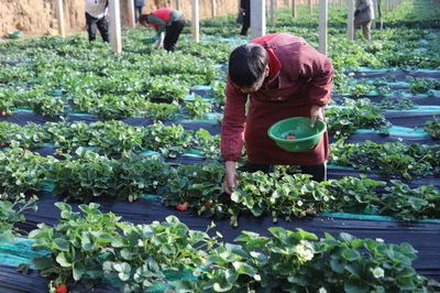 河南安阳汤阴 果蔬大棚“春潮涌”，乡村振兴绘新图