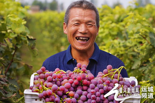 运城农商行精准扶持苗木种植与优质蔬果产业 拓展增收新路径