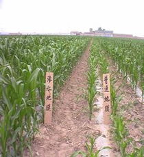 山西三水渗水膜科技发展中心 创新果蔬种植的节水先锋