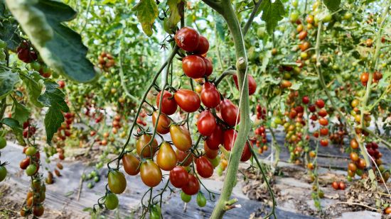 哈拉海农场 棚外清风添凉意，棚内果蔬满架庆丰收